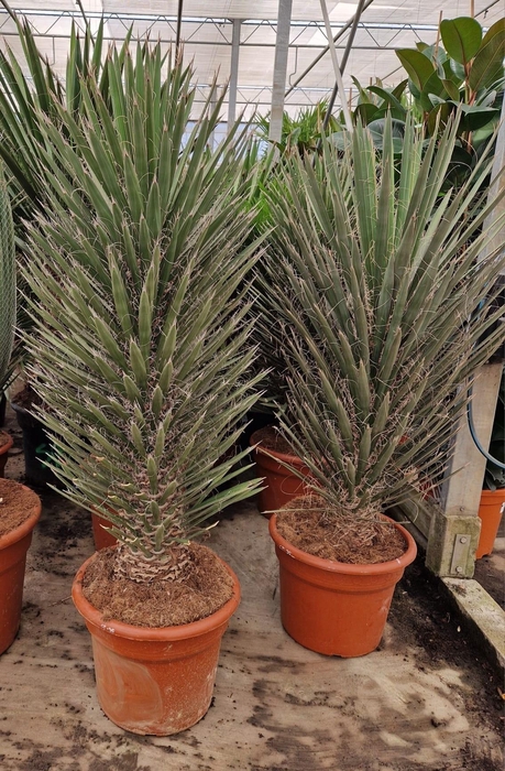 <h4>YUCCA</h4>