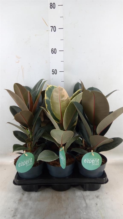 <h4>Ficus elastica   ...</h4>