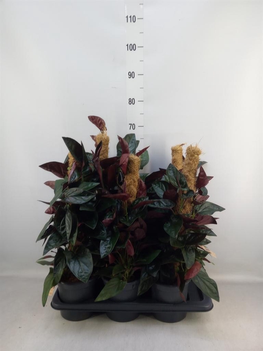 <h4>Syngonium   ...</h4>