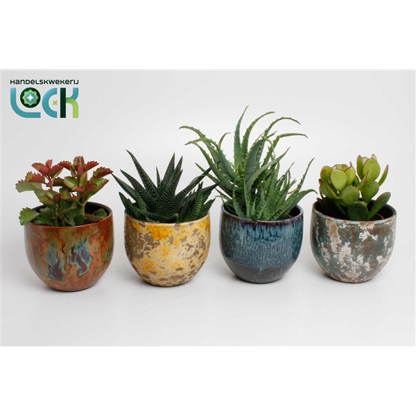 <h4>Succulenten mix in keramieke luuk pot</h4>