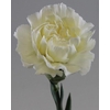 Dianthus st nortwind