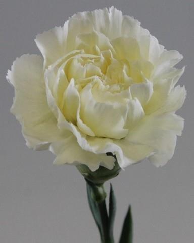 Dianthus st nortwind