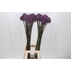 Allium Summer Drummer