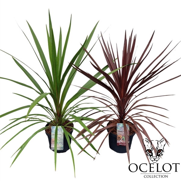<h4>Cordyline aus. 'Basic Mix'</h4>