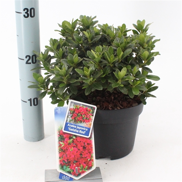 <h4>Rhododendron (AJ) 'Geisha Red'</h4>