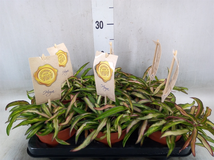 <h4>Hoya wayetii 'Tricolor'</h4>