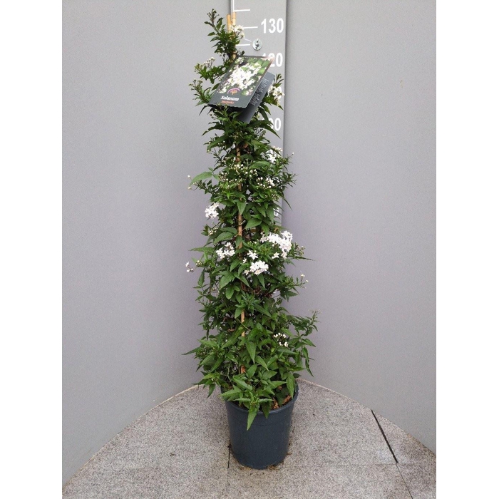 <h4>Solanum jasminoides</h4>