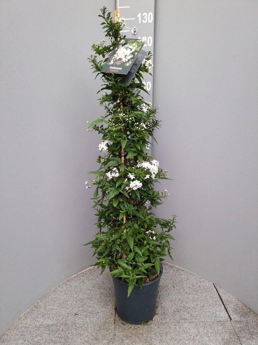 <h4>Solanum jasminoides</h4>