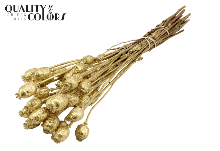 Papaver per bunch Gold + Glitter