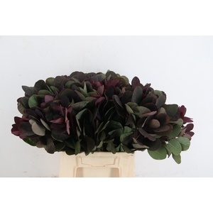 COTI C ROYAL PURPLE 045CM