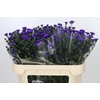 Aster Astee Dark Milka