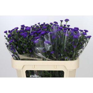 Aster Astee Dark Milka