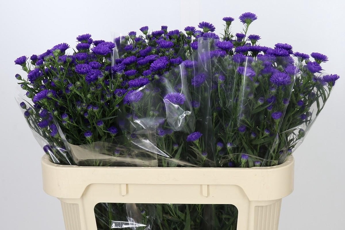 <h4>Aster Astee Dark Milka</h4>