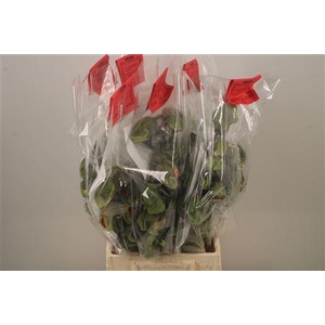 Papaver Mix Extra Per Stem