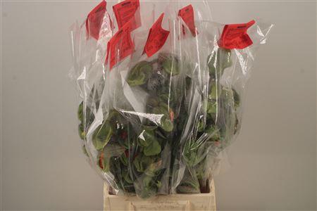 <h4>Papaver Mix I Per Stem</h4>