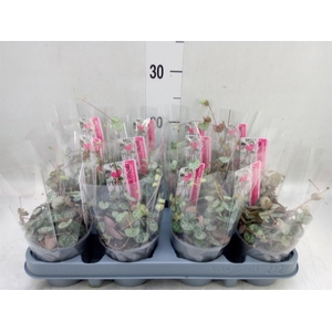 Ceropegia woodii ssp. woodii