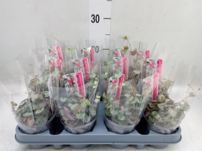 <h4>Ceropegia woodii ssp. woodii</h4>