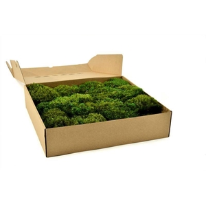 Hair Moss Gepreserveerd Ca. 0.30 M2
