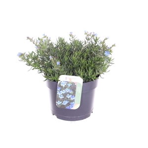 Lithodora diffusa Tidepool Sky Blue