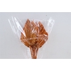 Dried Palm Spear 10pc Orange Bunch