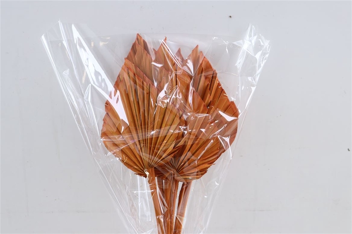 Dried Palm Spear 10pc Orange Bunch