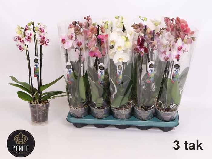 <h4>PHAL MIX 3 TAK</h4>