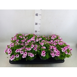 Pelargonium gran.   ..