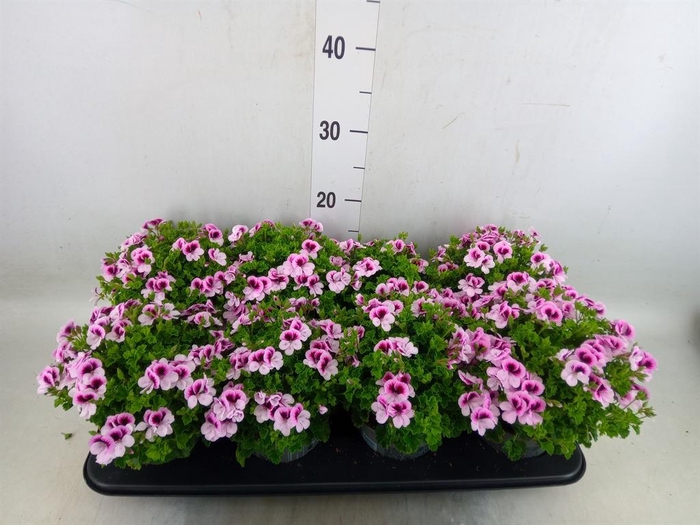 <h4>Pelargonium gran.   ..</h4>