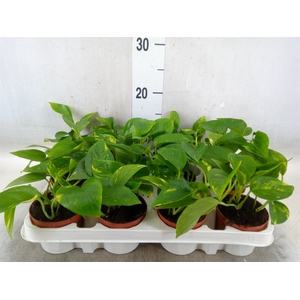 Epipremnum pinn. 'Aureum'