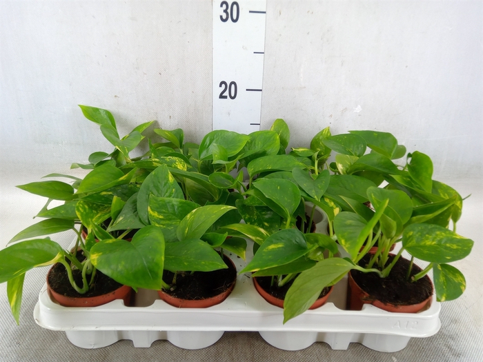 <h4>Epipremnum pinn. 'Aureum'</h4>