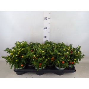 Solanum pseudocapsicum