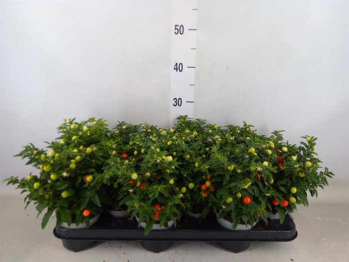 <h4>Solanum pseudocapsicum</h4>