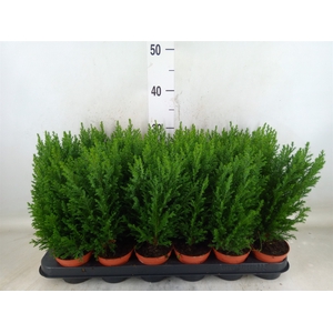 Chamaecyparis laws. 'Ellwoodii'