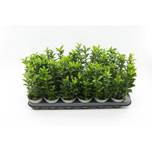 Euonymus jap. Green Spire 9 cm