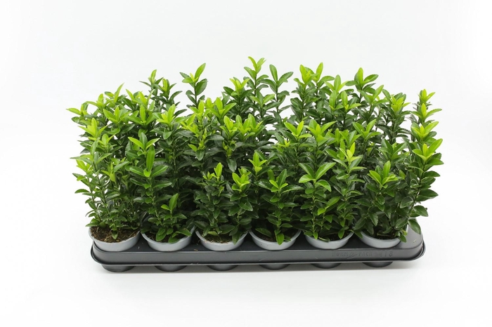 <h4>Euonymus jap. Green Spire 9 cm</h4>