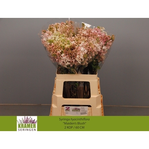 SYR HY MAIDENS BLUSH