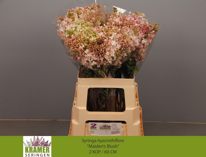 <h4>SYR HY MAIDENS BLUSH</h4>