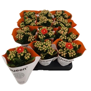 Kalanchoe More Flowers Geneva