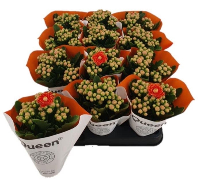 <h4>Kalanchoe More Flowers Geneva</h4>