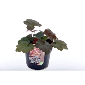Heuchera micr. Palace Purple