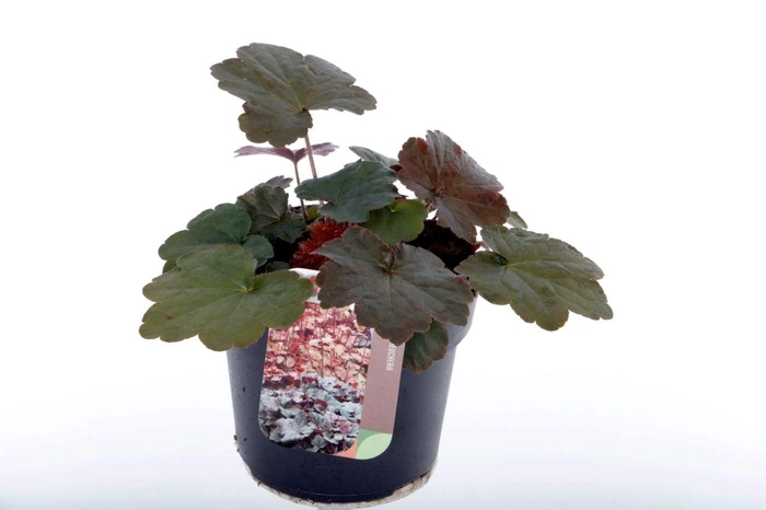 <h4>Heuchera micr. Palace Purple</h4>