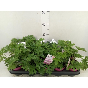 Pelargonium graveolens