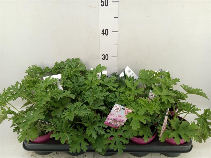 <h4>Pelargonium graveolens</h4>