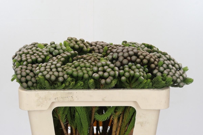 <h4>BRUN ALBIFLORA</h4>