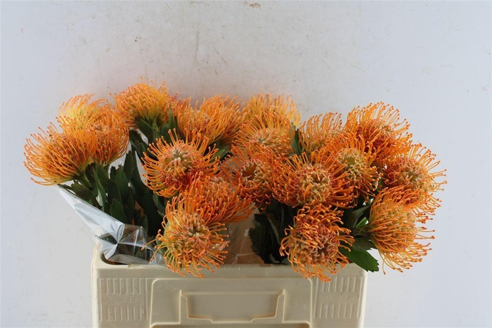 <h4>Leuco Co Soleil</h4>