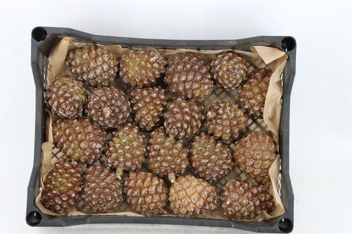 <h4>Pinea Groot X20 Crate</h4>