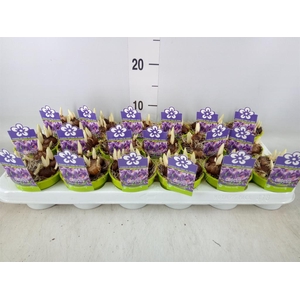 Crocus vernus 'Flower Record'