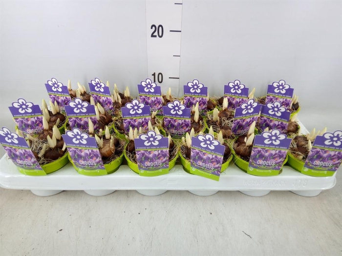 <h4>Crocus vernus 'Flower Record'</h4>