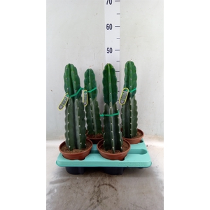 Cereus   ...