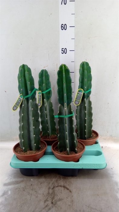 <h4>Cereus   ...</h4>